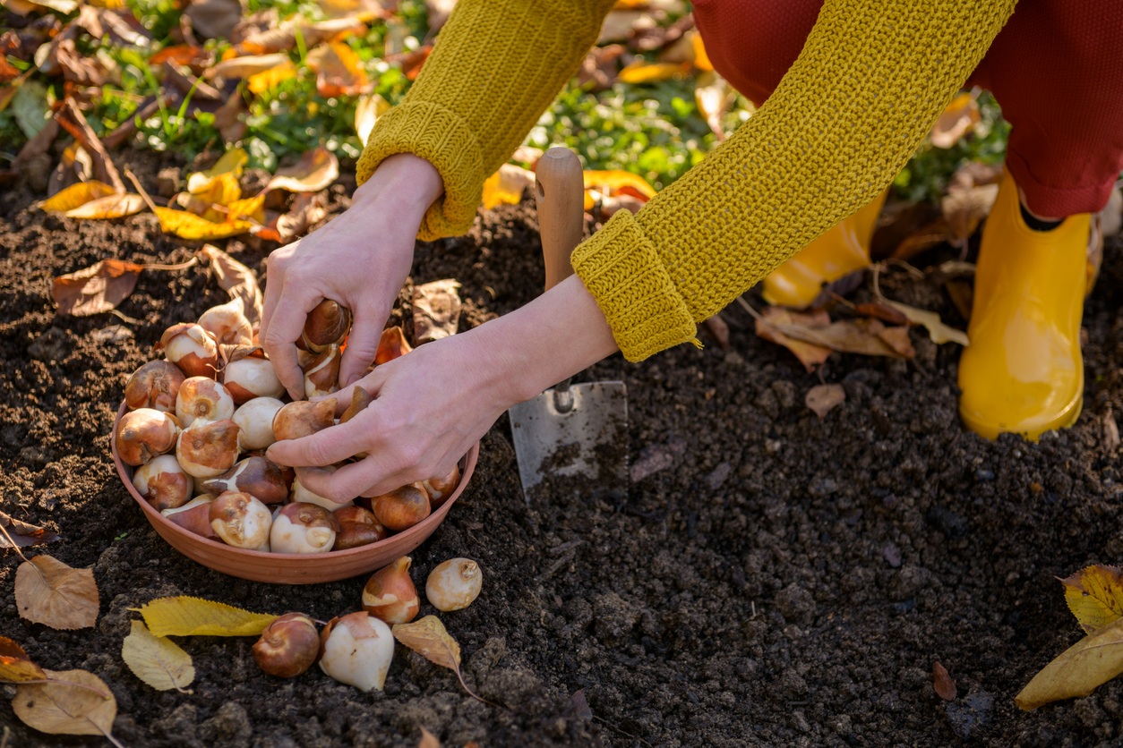 How to Plant Bulbs in Fall | Instructions + Supplies - Bob Vila