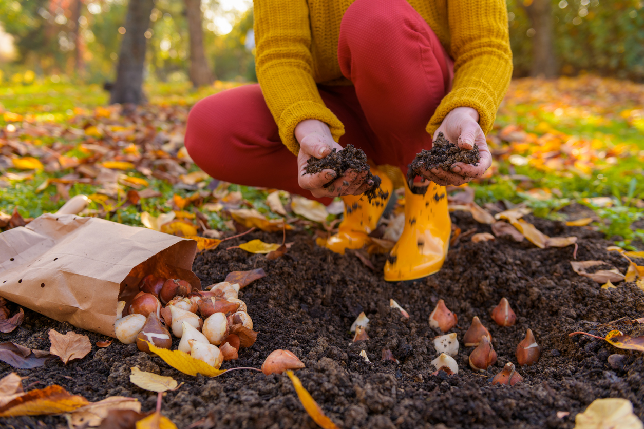 Woman planting tulip bulbs in a flower bed during a beautiful sunny autumn afternoon. Growing tulips. Fall gardening jobs background.