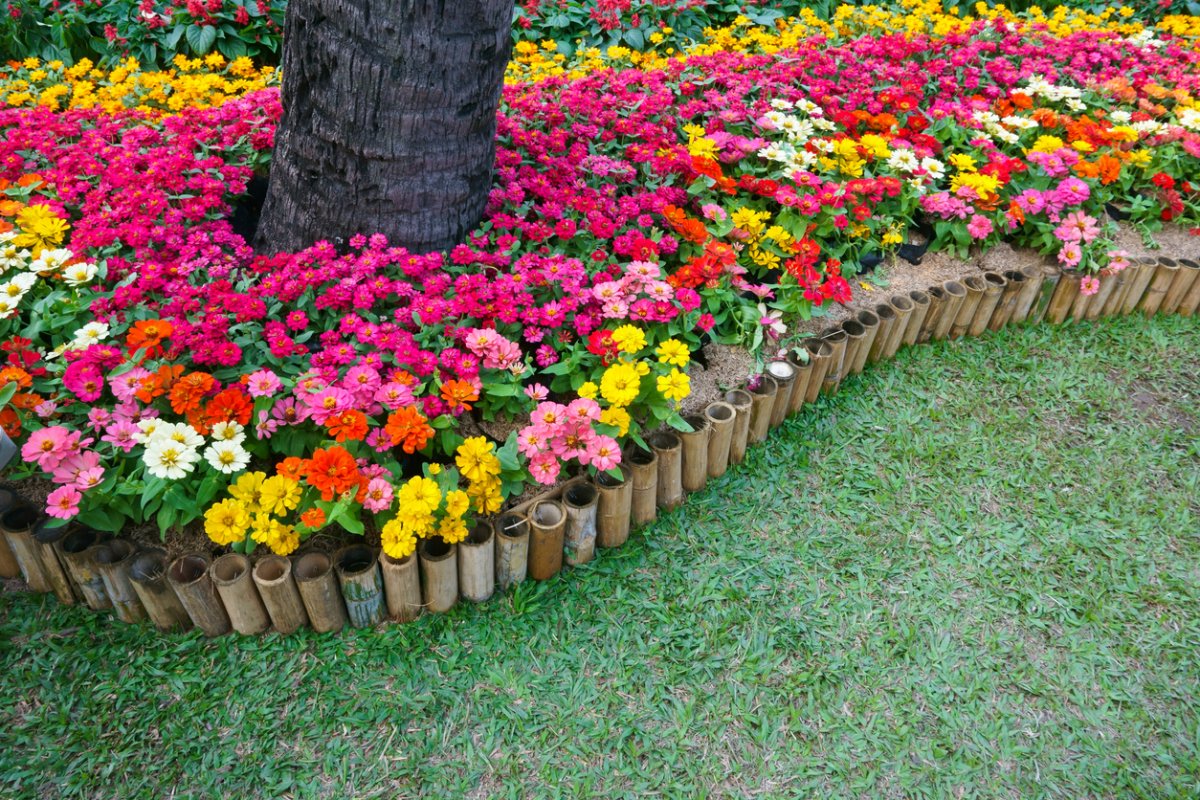 Colourful Zinnia flowers at the garden.Beautiful Floral Background