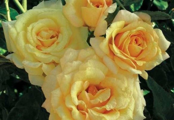 Roses: 11 Sensational Varieties to Consider - Bob Vila