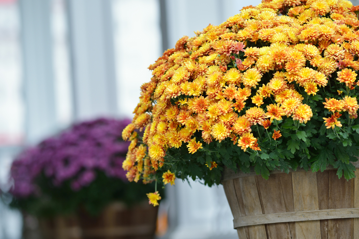 fall mums