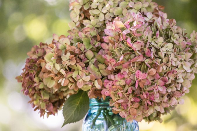 how to dry hydrangeas