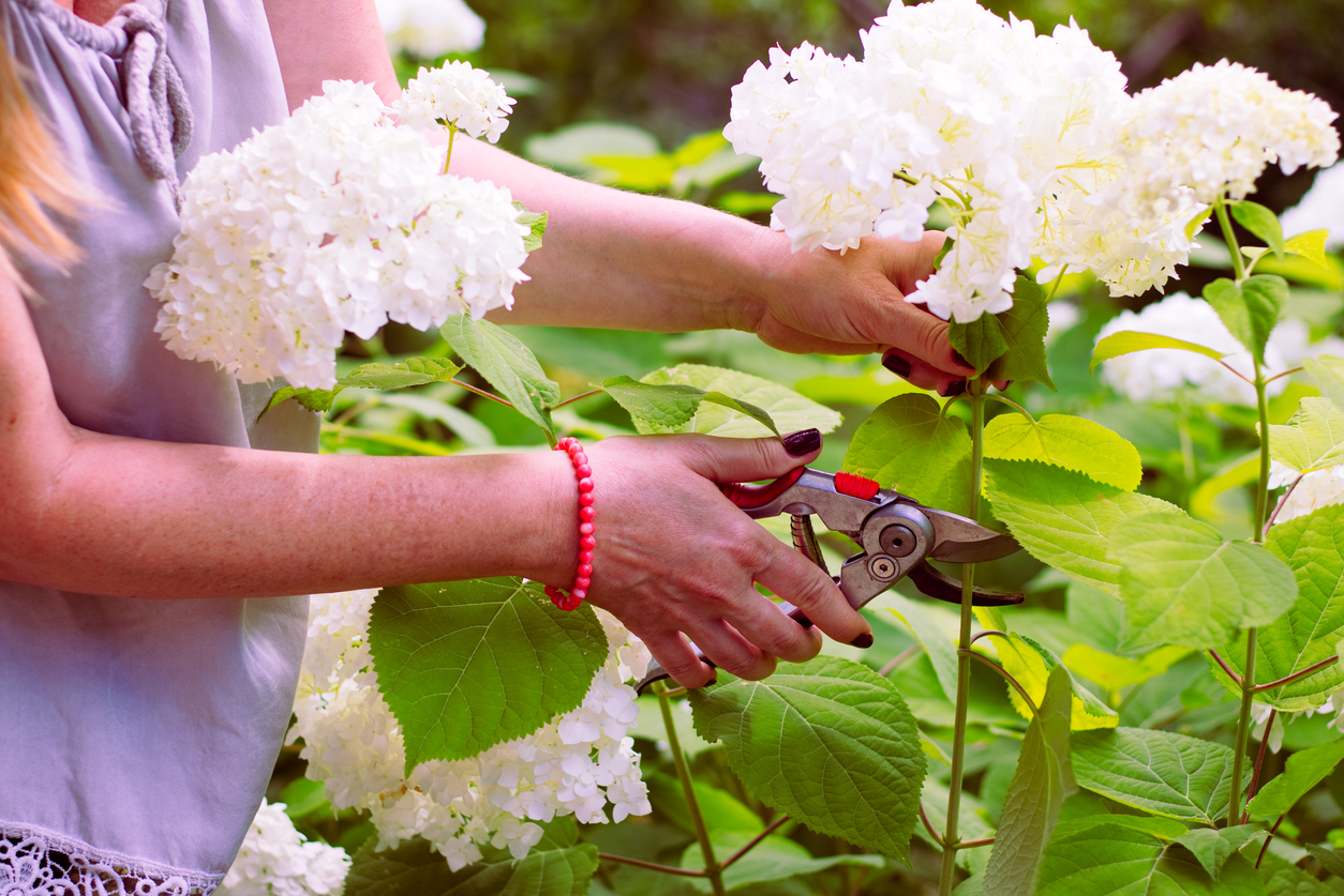 how to dry hydrangeas