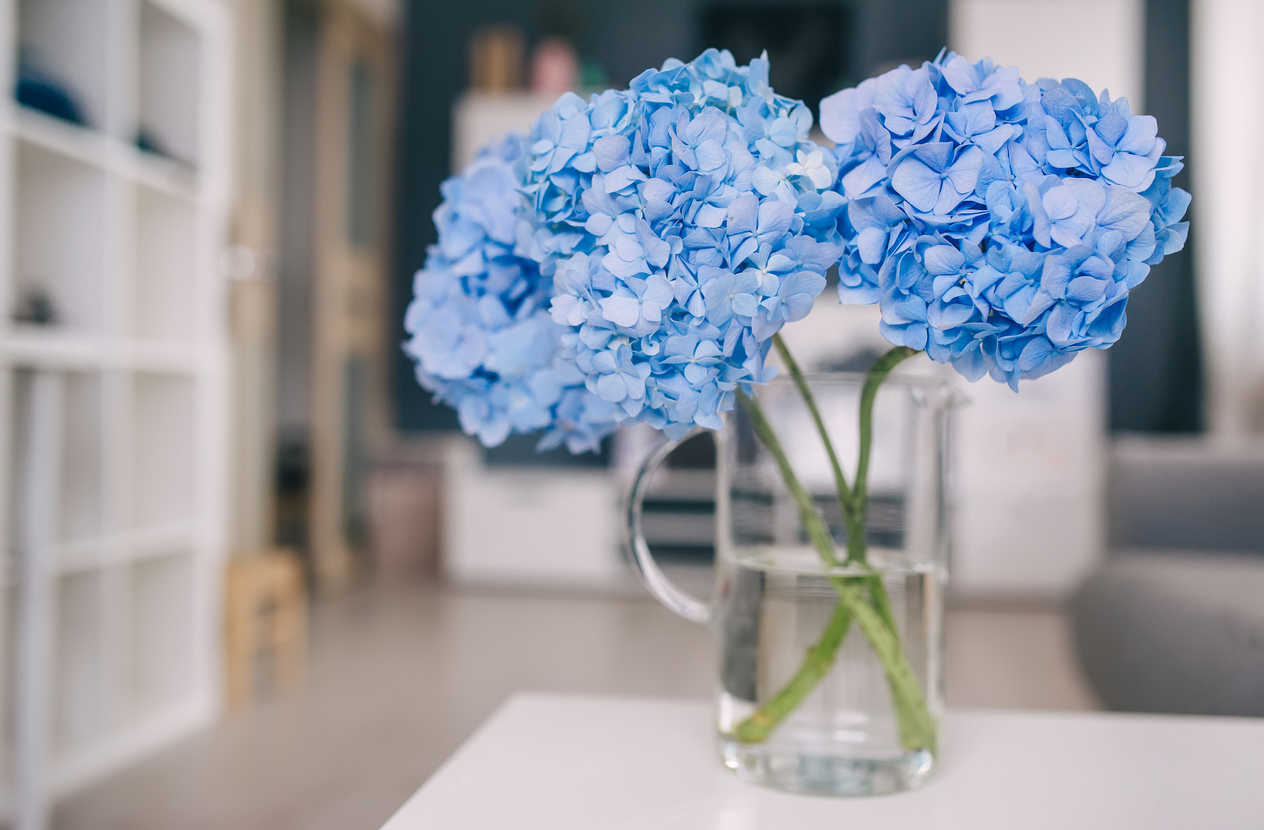 how to dry hydrangeas