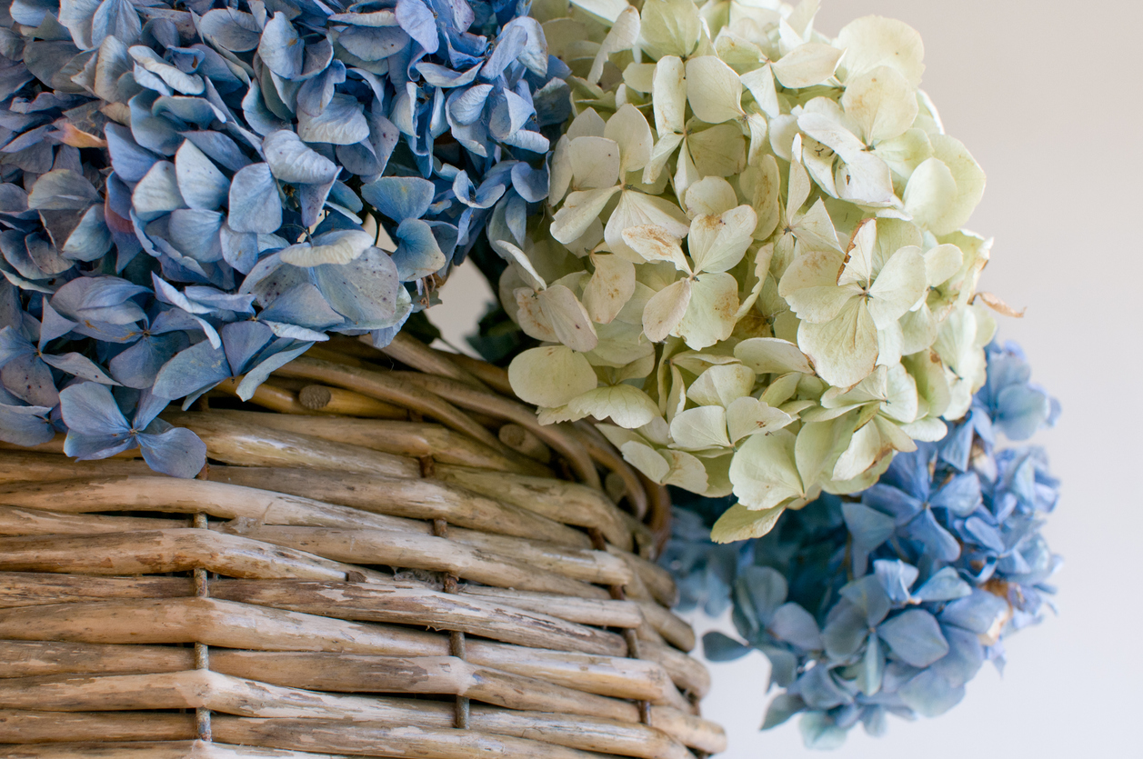 how to dry hydrangeas