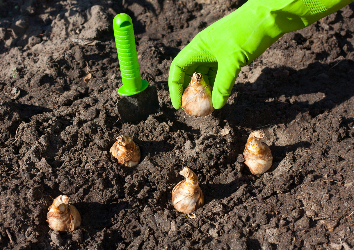 How to Plant Daffodils - Bulbs