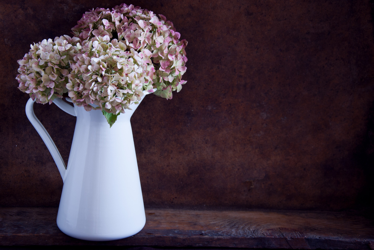 how to dry hydrangeas