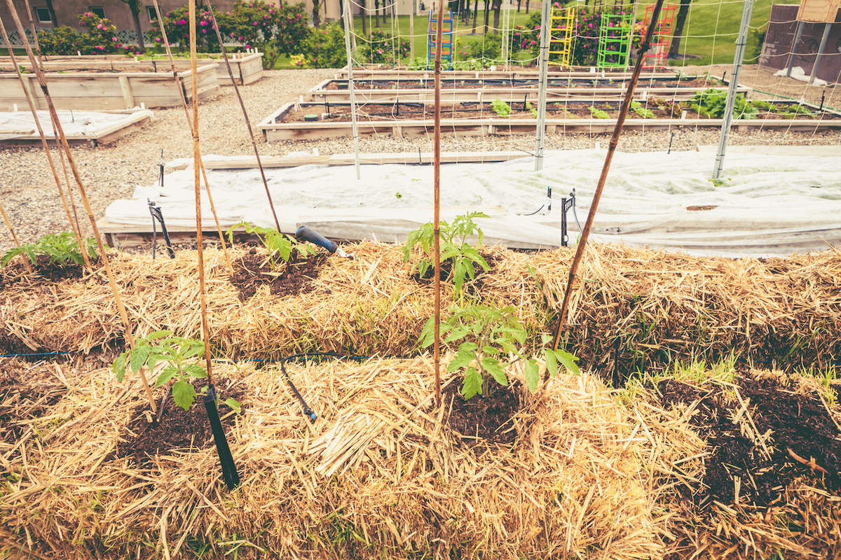 straw bale gardening