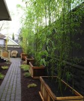 Landscaping with Bamboo - Bob Vila's Blogs