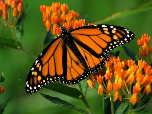 Monarch Butterfly