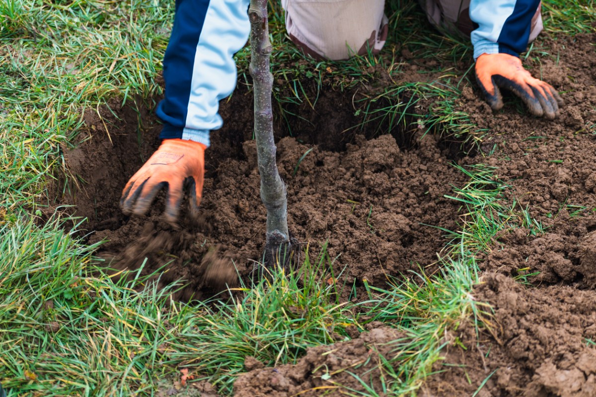 How to Plant a Tree | Watering, Mulching, Staking and More - Bob Vila