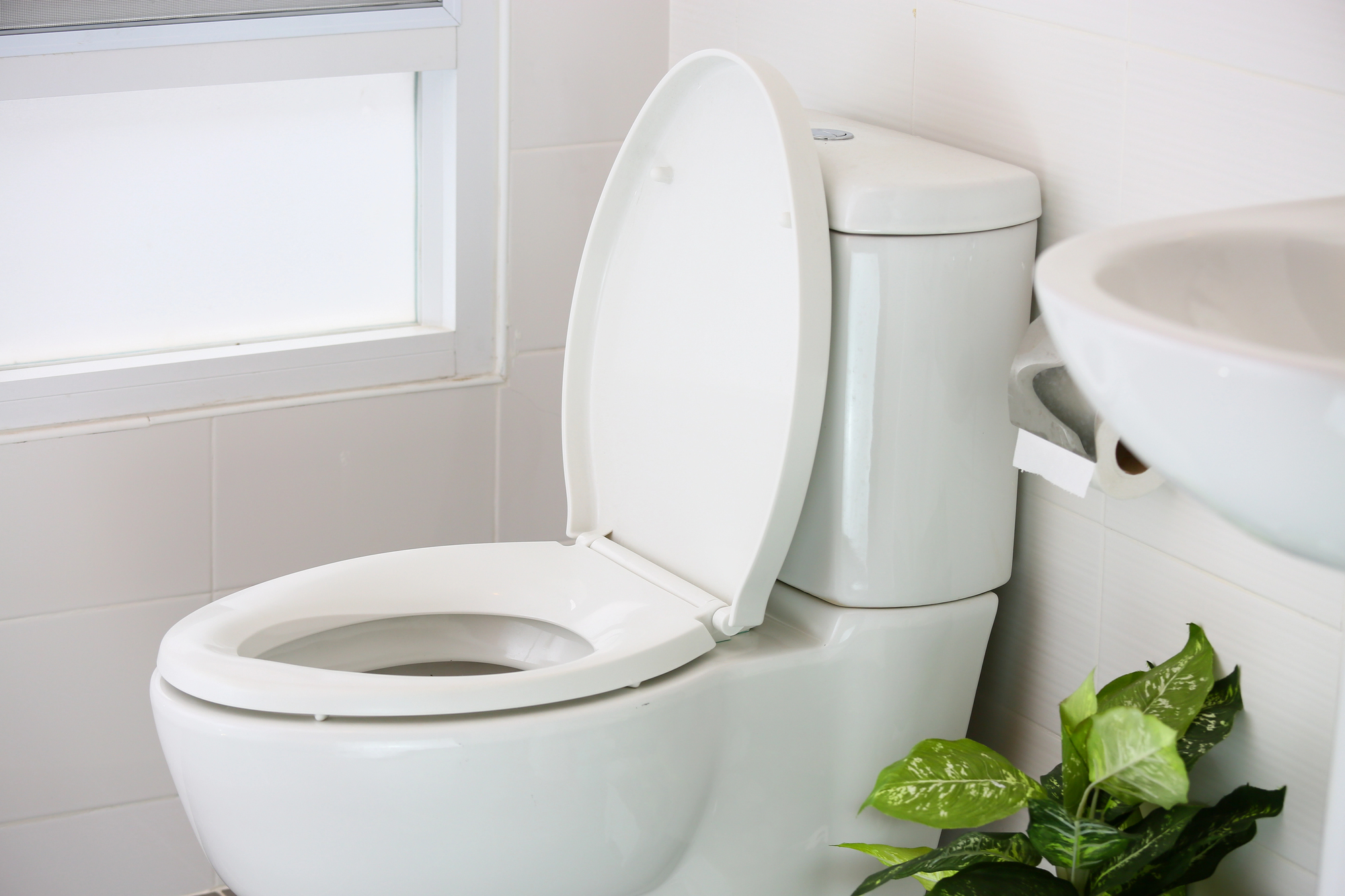 A white porcelain toilet and a housepalant in the corner of a clean-looking bathroom.