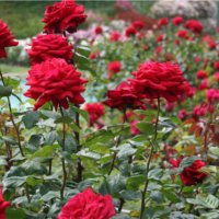 How to Care for Roses