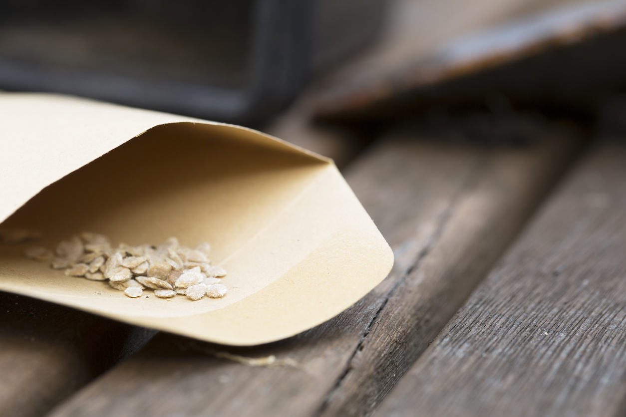 Paper envelope open with seeds showing