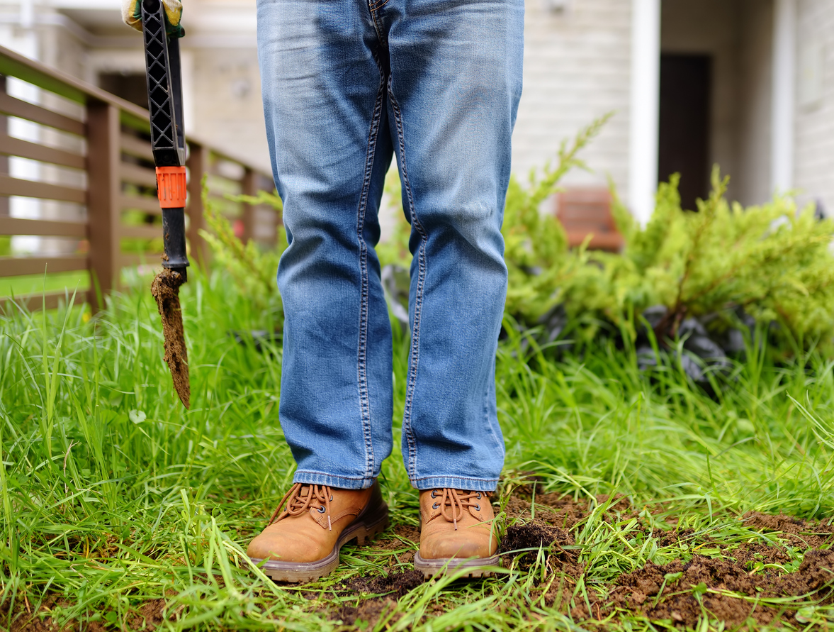 Man diging holes a shovel for planting juniper plants in the yard. Seasonal works in the garden. Landscape design.