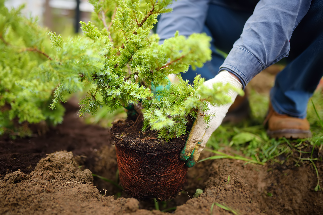 Man planting juniper plants in the yard. Seasonal works in the garden. Landscape design. Ornamental shrub juniper.