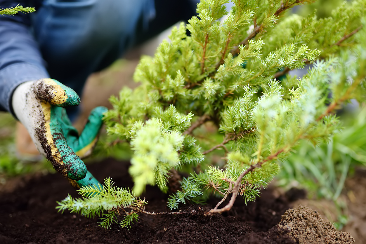 Gardener planting juniper plants in the yard. Seasonal works in the garden. Landscape design. landscaping. Ornamental shrub juniper.