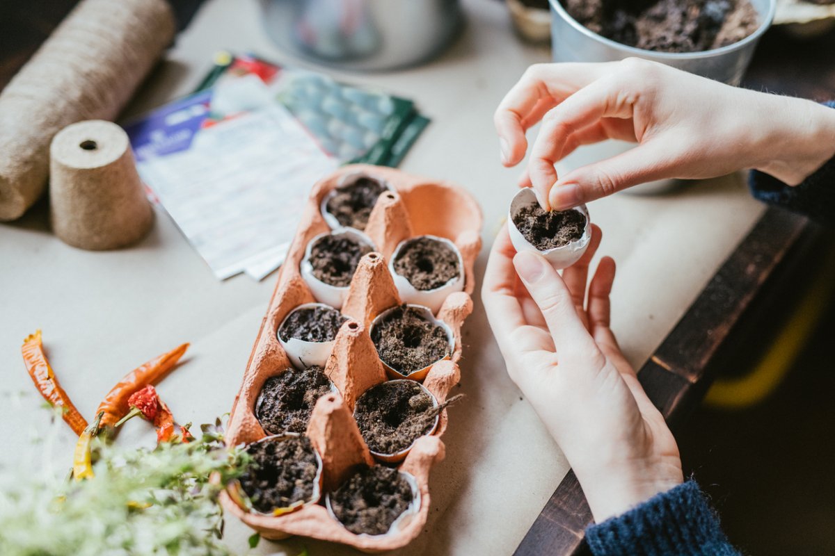 Close up of human hands, sowing chilli pepper seeds in eggshells and carton.