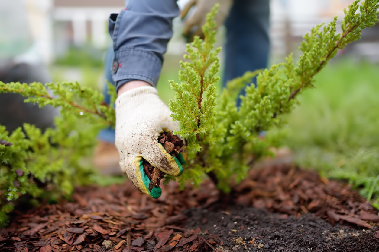 Gardener mulching with pine bark juniper plants in the yard. Seasonal works in the garden. Landscape design. Gardening. Ornamental shrub juniper.