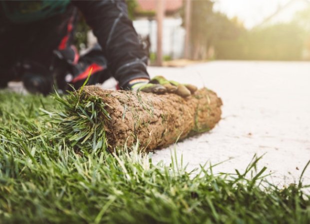 Laying Sod: A Step-by-Step Guide to a Lush Lawn 