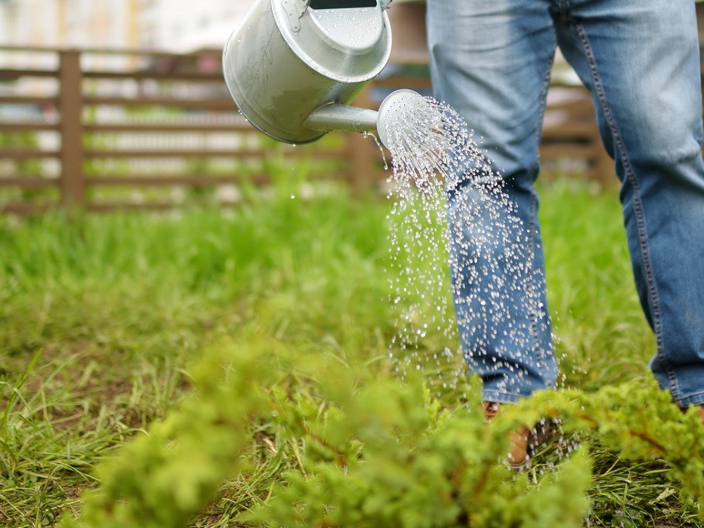 Middle age man watering juniper plants in the yard near townhouse