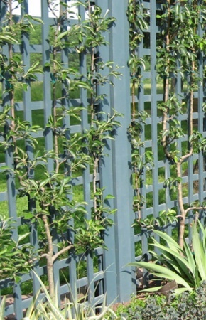 How to Build a Trellis - Climbing Plants