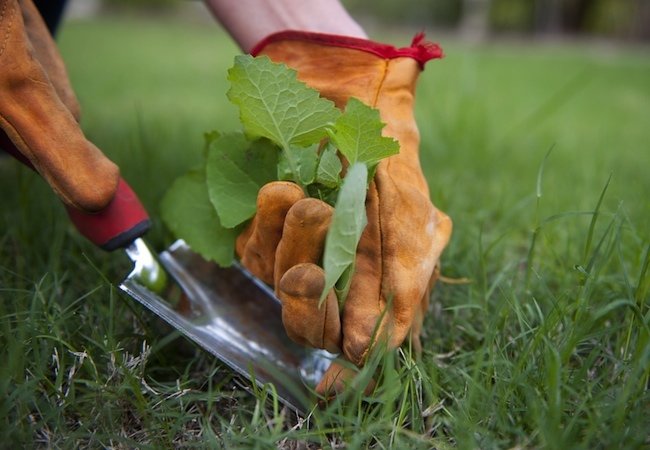 Spring Lawn Care - Preemergent