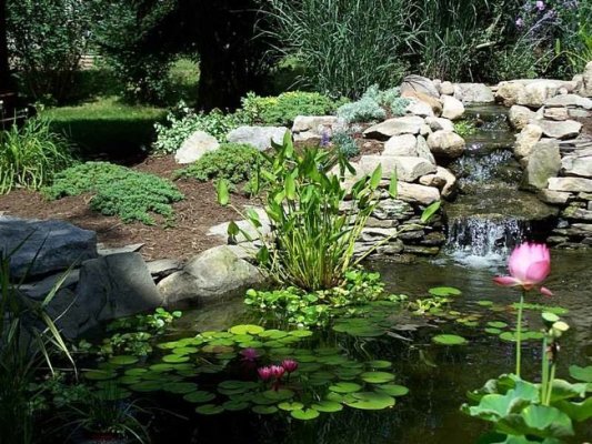 Building a Pond in Your Backyard - Planning Guide - Bob Vila