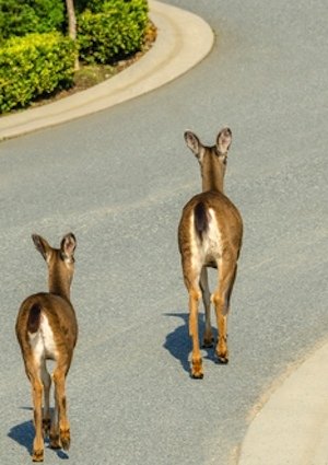 How to Keep Deer Out of a Garden - Detail