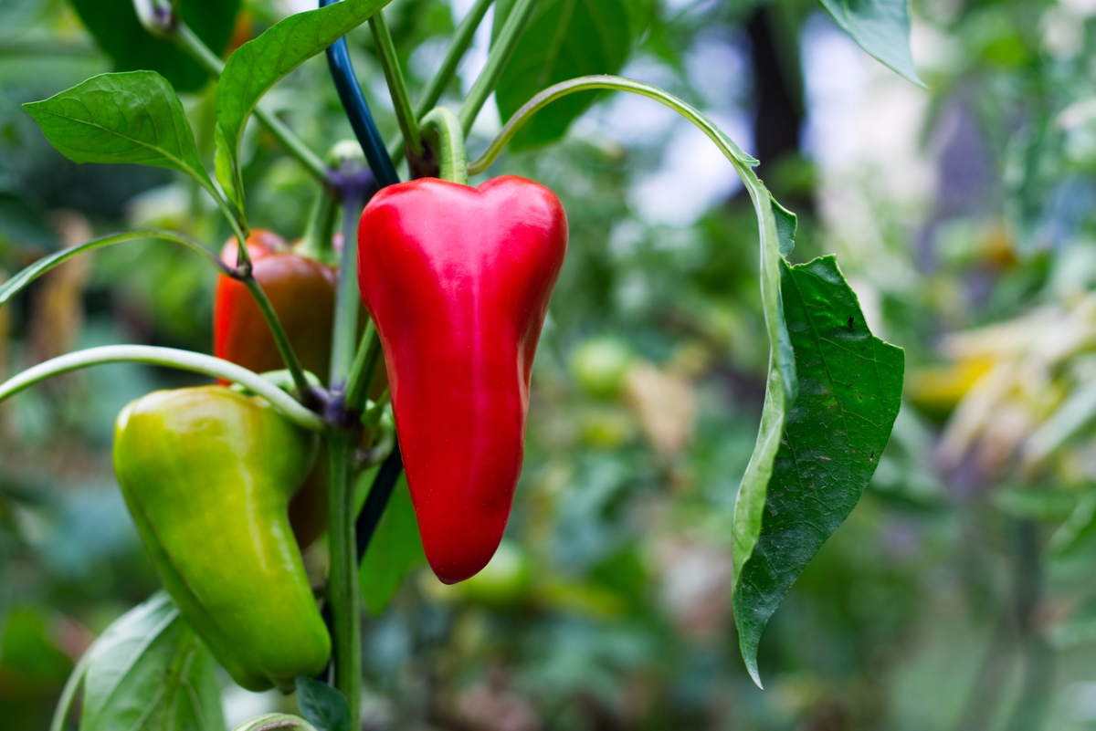 Red and green chili peppers growing on the plant.