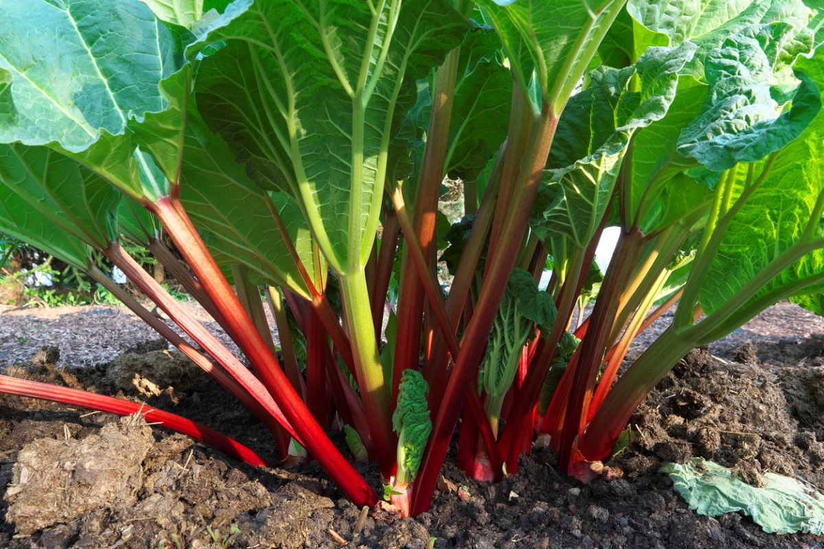 A large rhubarb plant in the garden with many red stalks.