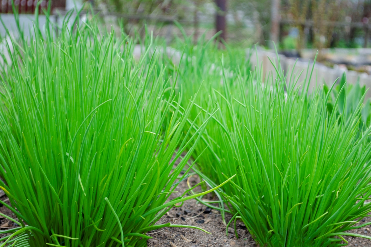 Row of chive plants in the garden.