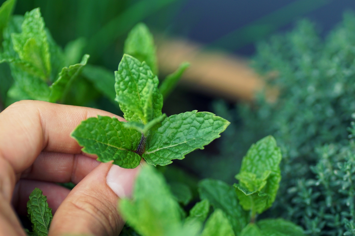 Fingers are pinching the top of a mint plant.