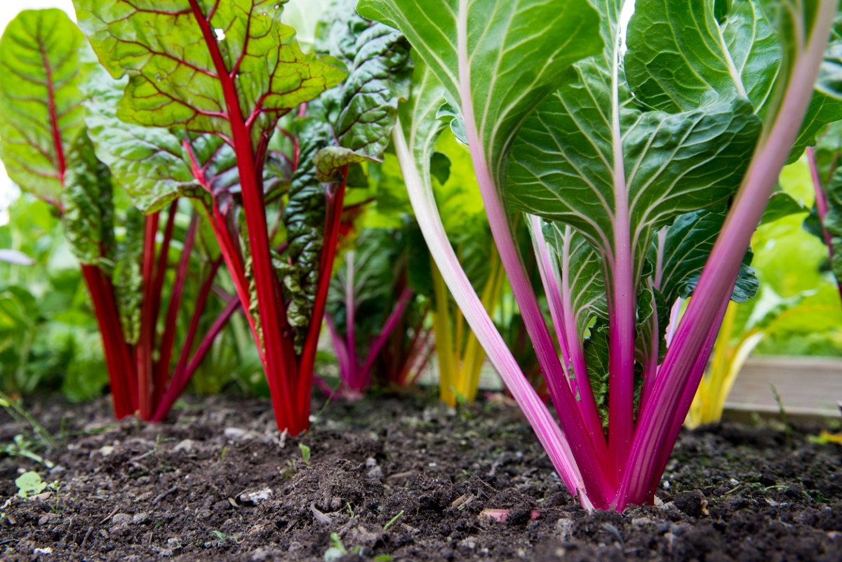 Different brightly colored swiss chard plants growing in the garden.