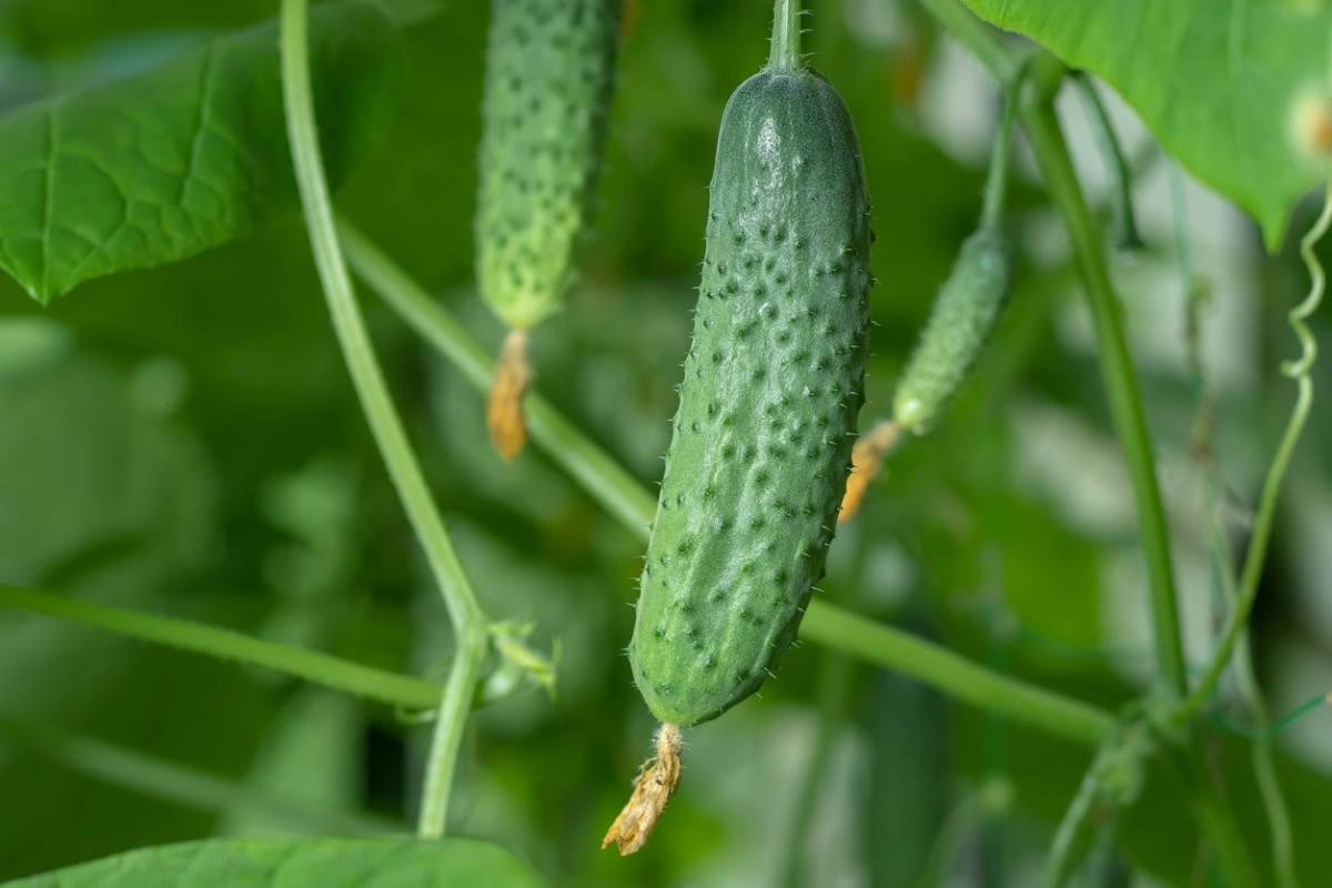 Cucumber hanging from cucumber plant.