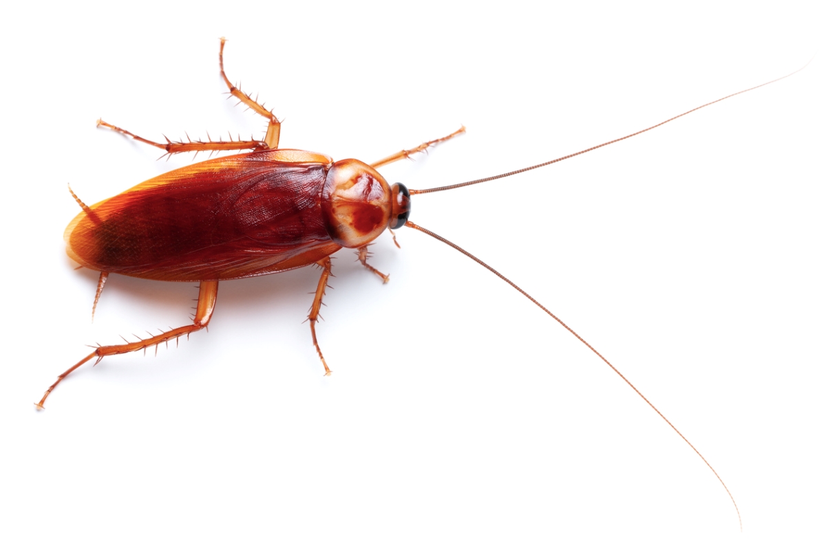 How to Get Rid of Roaches: Extermination and Prevention - Bob Vila