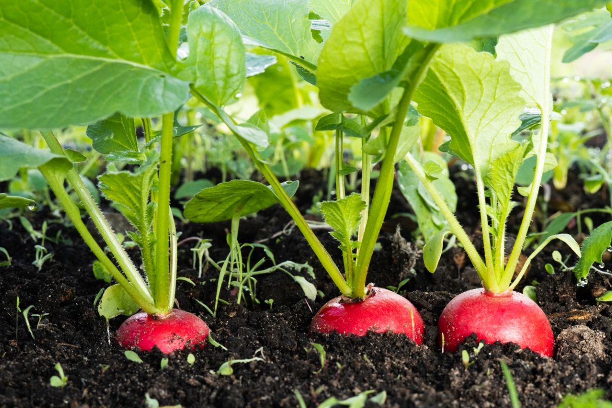 Red radishes growing in soil.