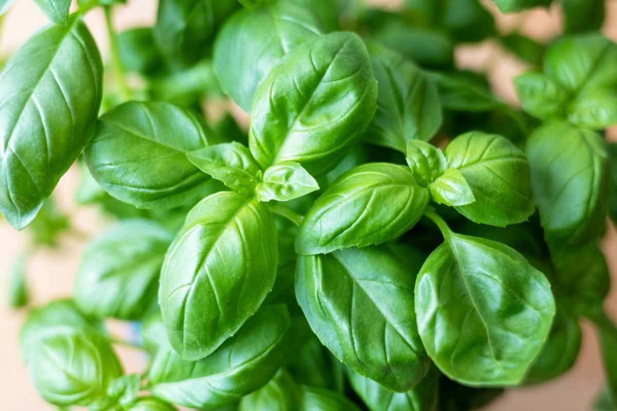 A close up of basil plant leaves.