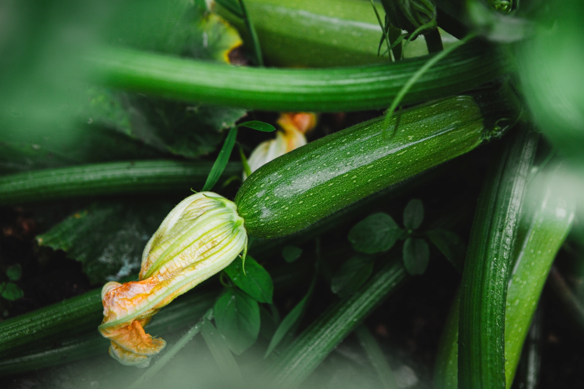 Garden plant with zucchini vegetable with a flower blossom at the end.