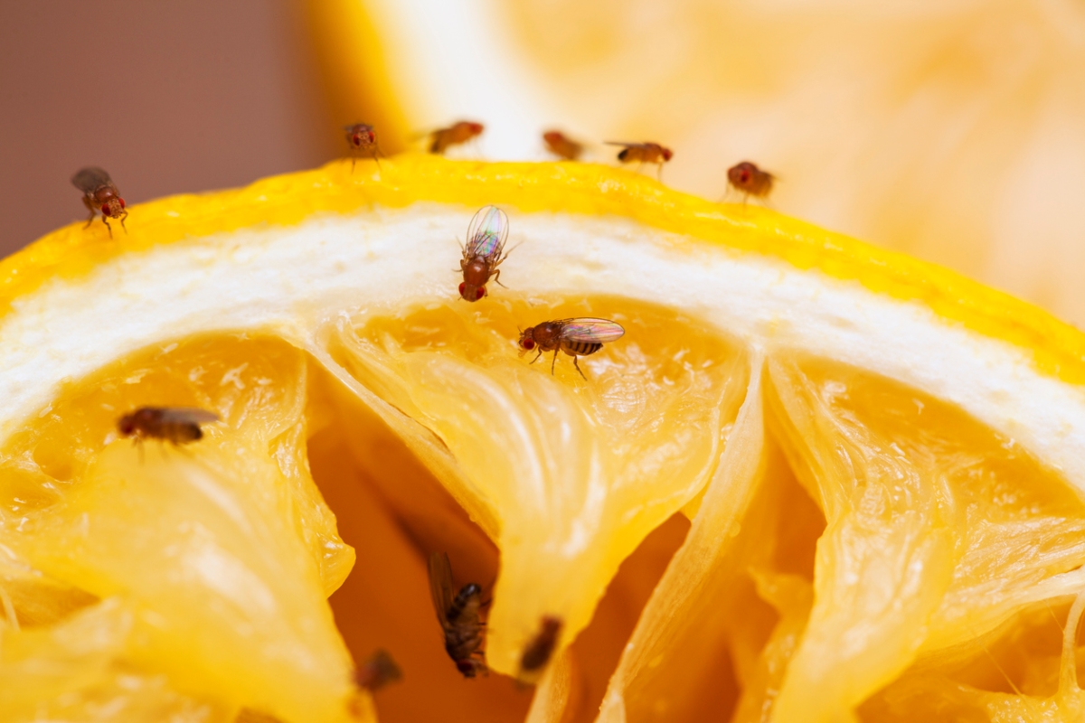 Fruit flies on orange