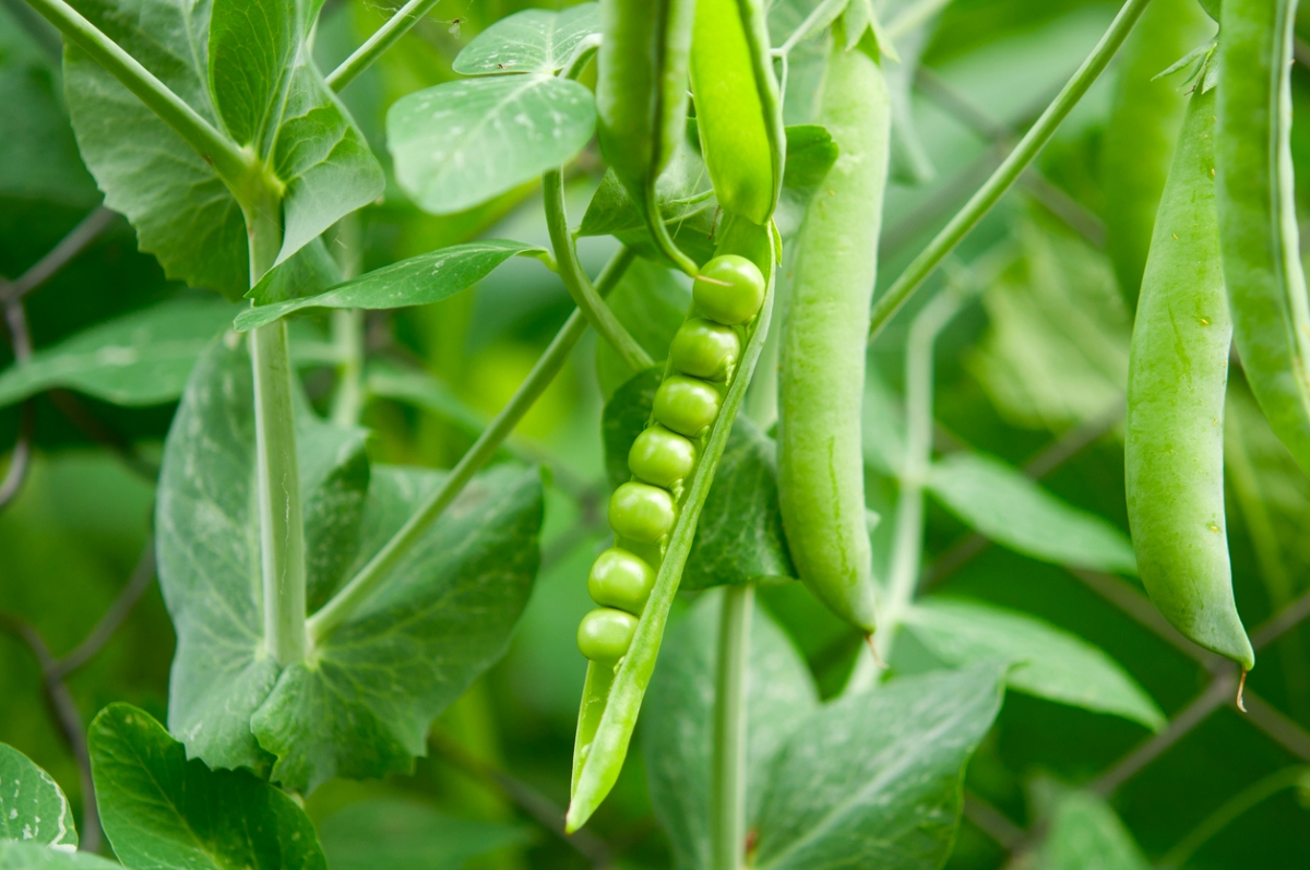 Pea garden plant with open bean pod with exposed peas.