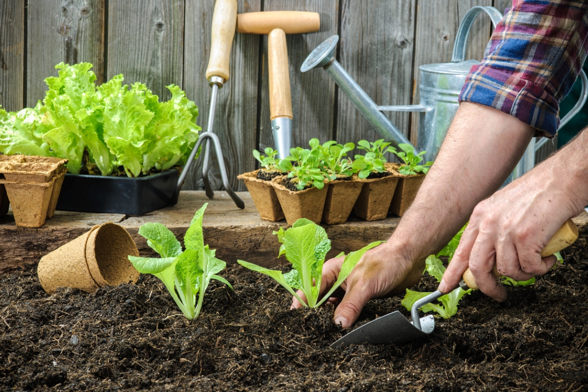 Gardener planting lettuce seedlings in the garden.