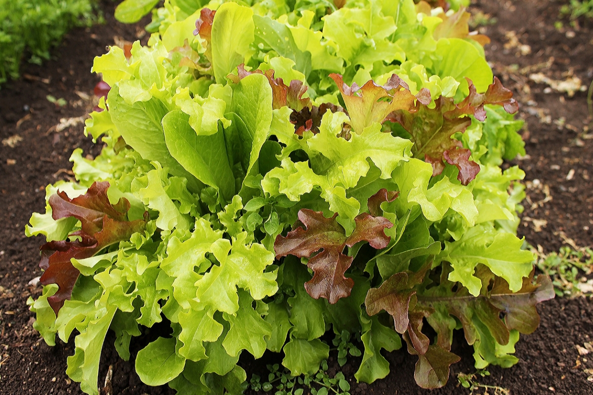 Mixed lettuce growing in garden soil.