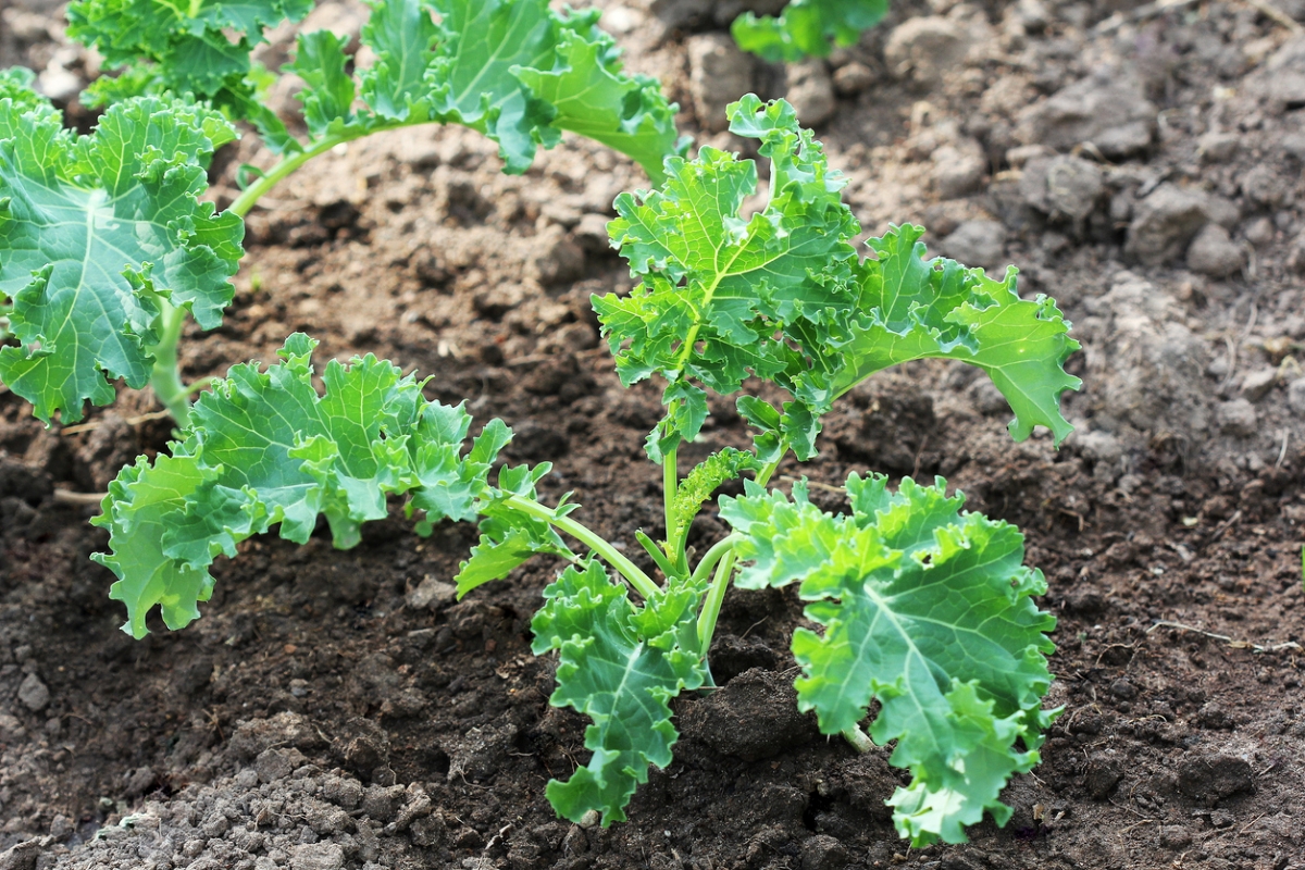 Young kale plants growing in the garden.
