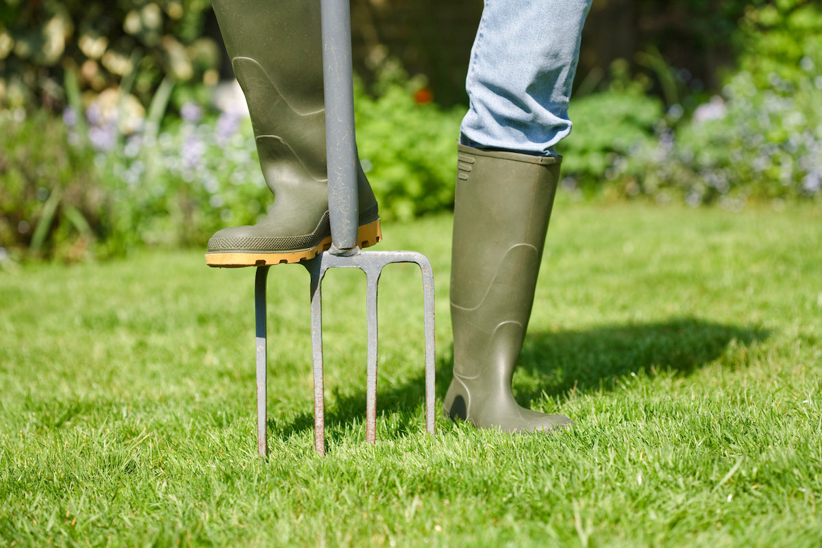 Woman aerating the garden lawn with a digging fork.