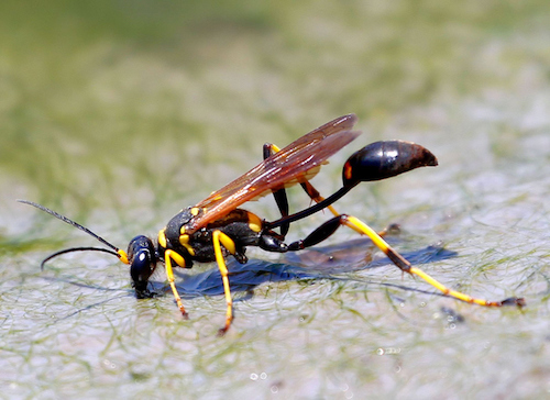 A mud dauber wasp is drinking water from the ground.