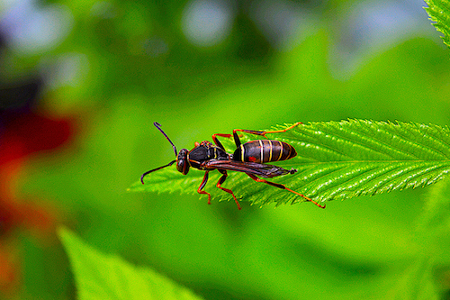 A paper wasp is resting on a green leaf.