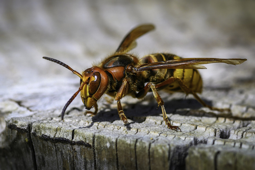 A European hornet wasp is resting on a tree stump.
