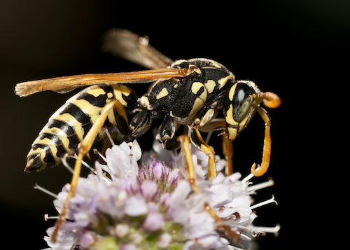 A yellow jacket wasp is resting on a purple flower.
