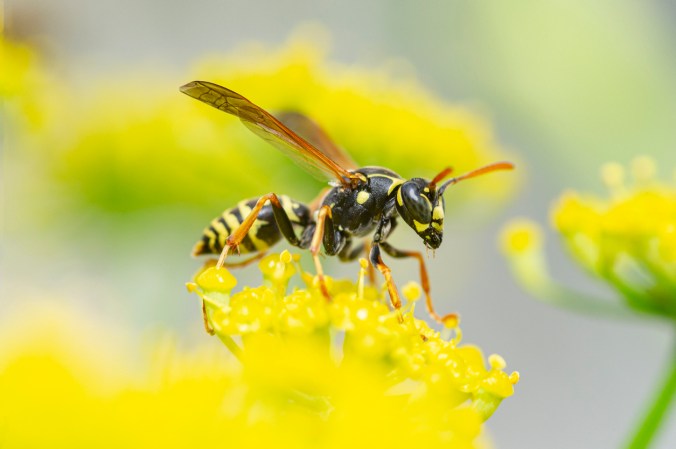 A yellow jacket wasp is resting on a yellow flower with its wings raised.
